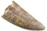 Serrated Raptor Tooth - Real Dinosaur Tooth #376416-1